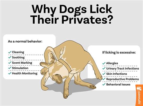 Why Dogs Lick Their Privates 